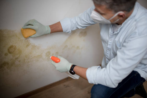 Best Black Mold Removal  in Trion, GA