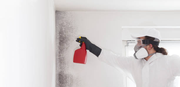 Best Same-Day Mold Removal  in Trion, GA