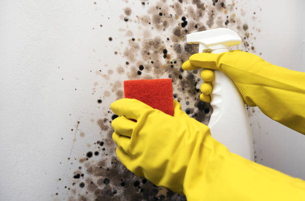 Best Toxic Mold Removal  in Trion, GA