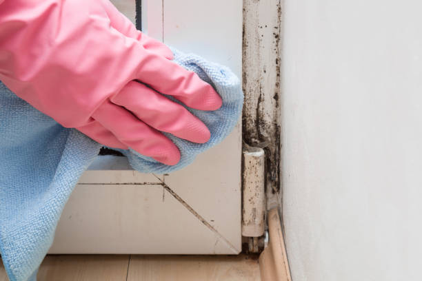 Best Best Mold Removal Companies  in Trion, GA